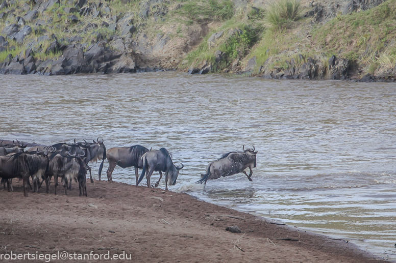 mara river